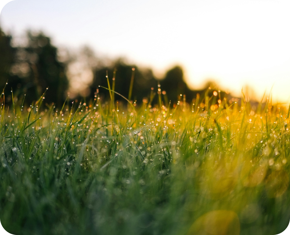 Grass is Greener